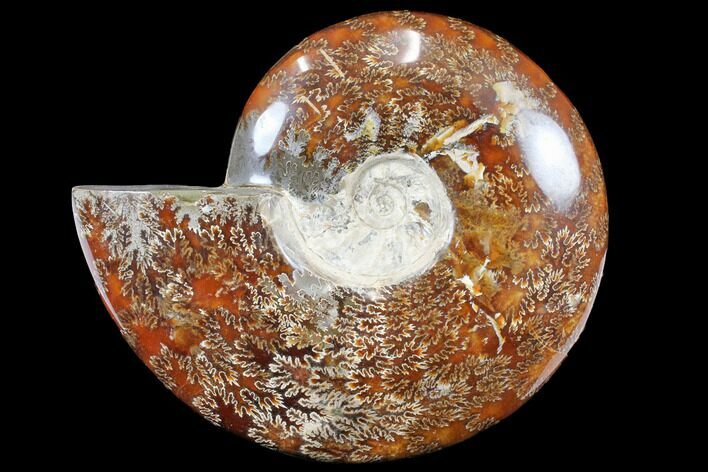 Polished, Agatized Ammonite (Cleoniceras) - Madagascar #133257